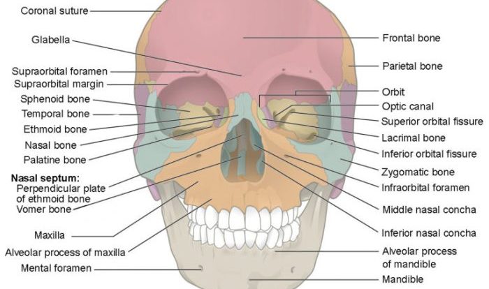 Bone markings of the skull quiz