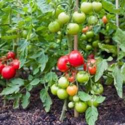 Ms. hernandez has 17 tomato plants