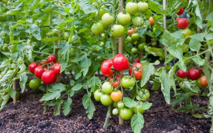 Ms. hernandez has 17 tomato plants