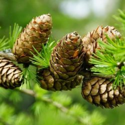 Pine cone nuts nut cones file dried pinea tree commons pina pinus websites links painting project wikimedia pinecones wikipedia la