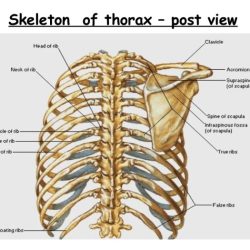 Thorax june posted