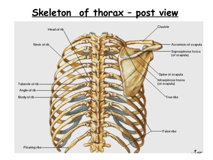 Thorax june posted